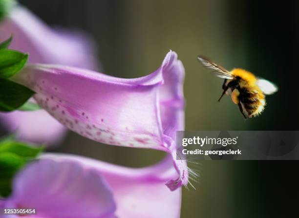 hummel fliegt in fuchshandschuh-blume - wild flowers stock-fotos und bilder