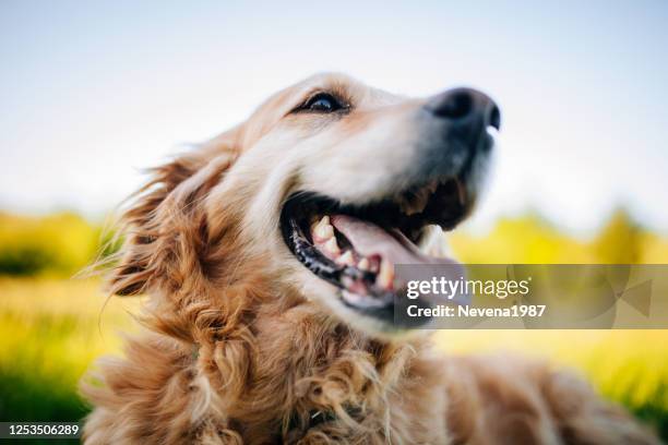 golden retriever gazeuse - prairie dog photos et images de collection