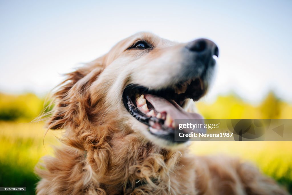 Golden Retriever lying grass