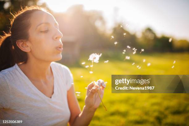 beautiful young woman blows dandelion in a wheat field in the summer sunset. - dandelion blowing stock pictures, royalty-free photos & images