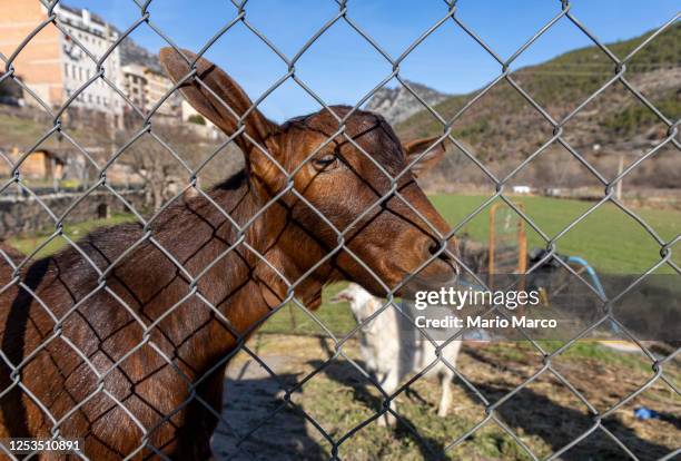 Goat Horn Tree Photos and Premium High Res Pictures - Getty Images