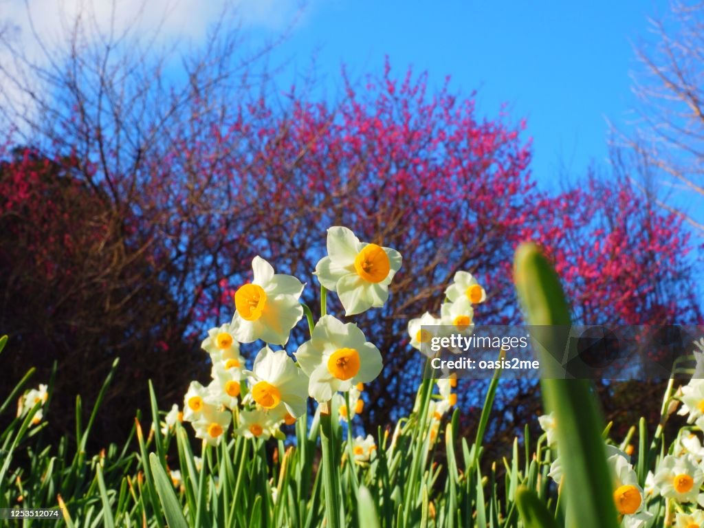 Narcissus Suisen flower called in Japanese and Japanese apricot signs of early spring