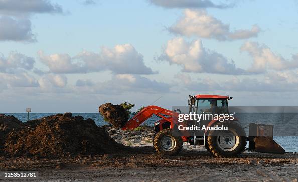 Record amounts of seaweed may be headed for Florida Record amounts of seaweed may be headed for Florida