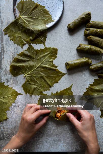 hands rolling stuffed vine leave (koupepia / dolmades ) - ドルマデス ストックフォトと画像
