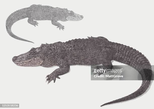 american alligator - swamp stock illustrations