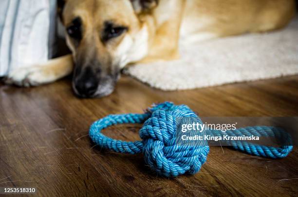 dog's toy - dog toy stock pictures, royalty-free photos & images