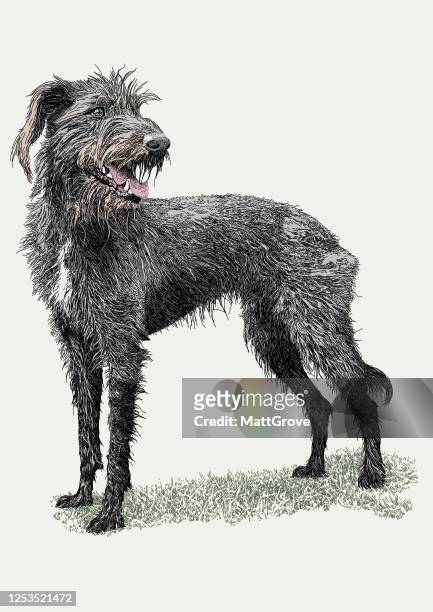 illustrazioni stock, clip art, cartoni animati e icone di tendenza di wolfhound cane ansimante - irish wolfhound