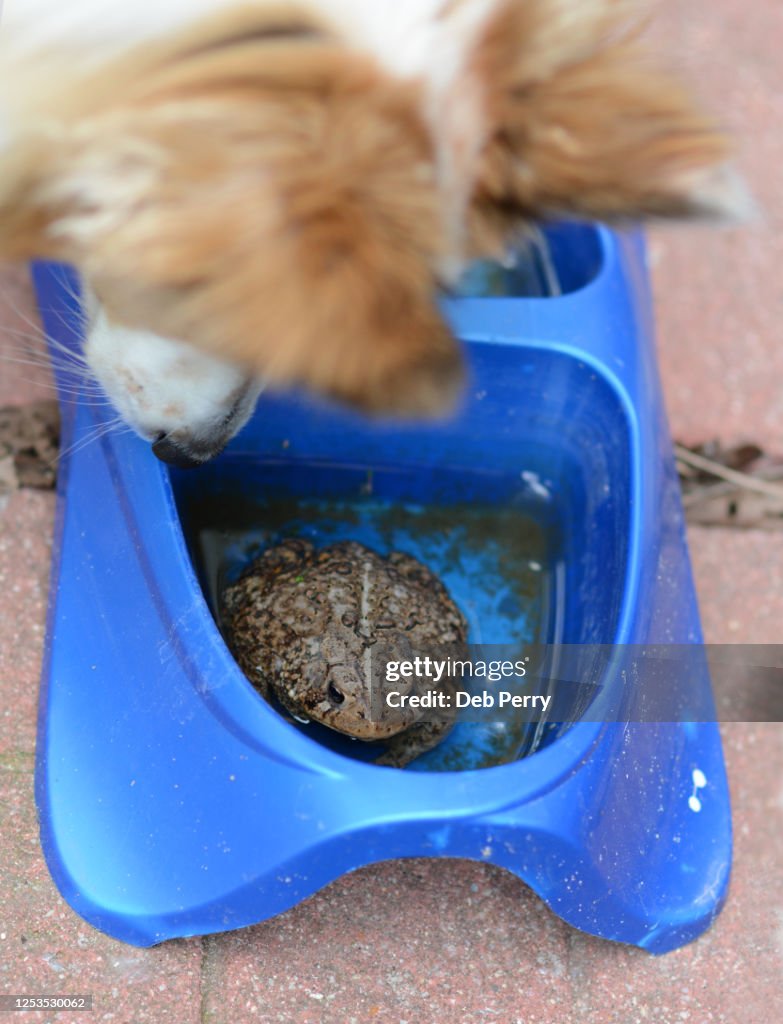 Dog finds toad in water bowl