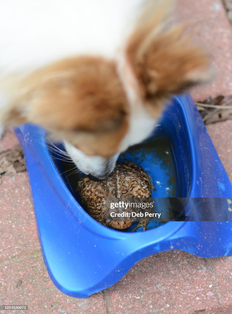 Dog finds toad in water bowl