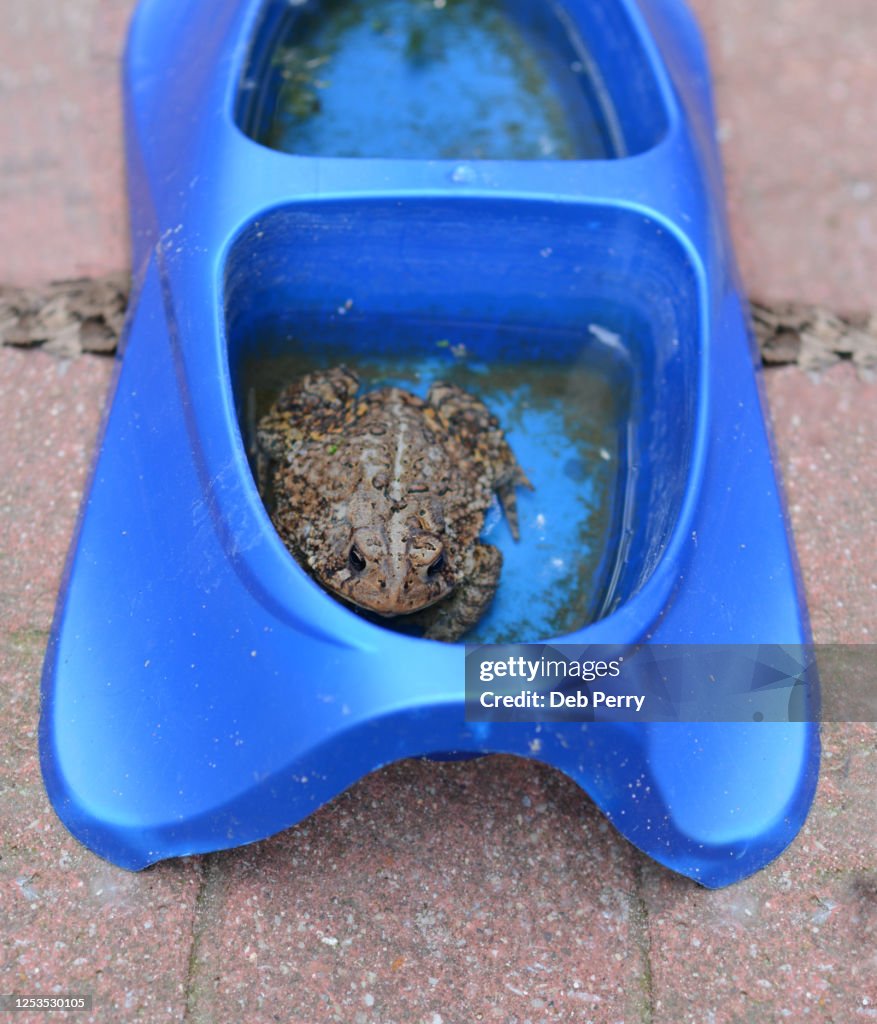 A toad hides in a dog's water dish on a hot summer day.
