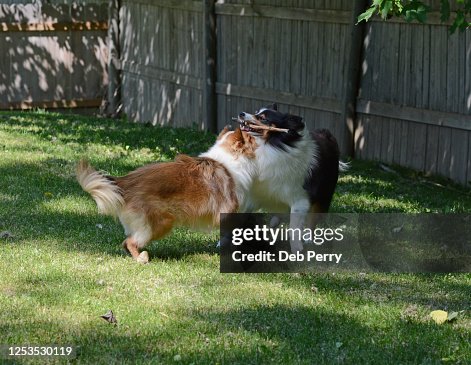 Dog Playing Ruff Two Young Dogs Play Rough In A Fenced In Yard High-Res Stock Photo ...