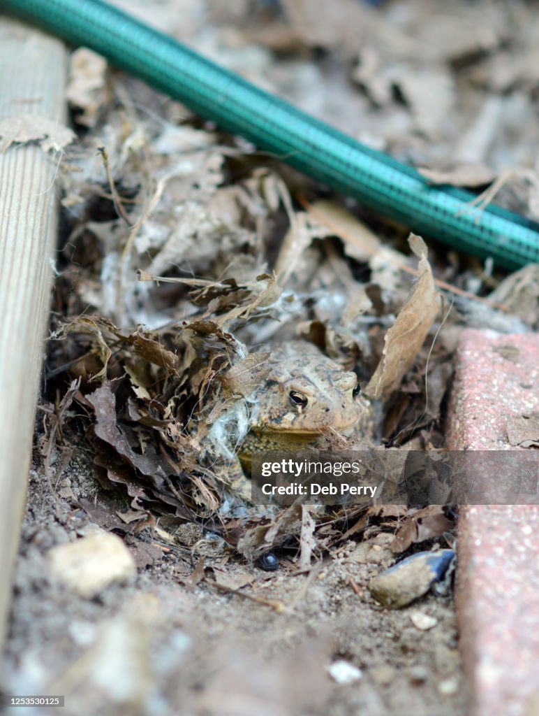 A toad hides in the leaves near a water hose to stay cool