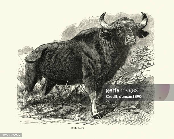 gaur or indian bison bull, cattle - wild cattle stock illustrations