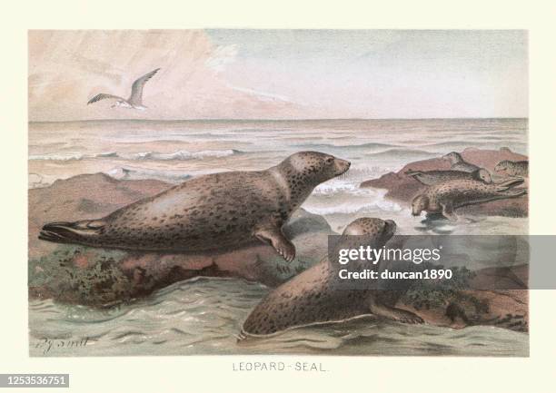 leopard seal (hydrurga leptonyx) - polar stock illustrations