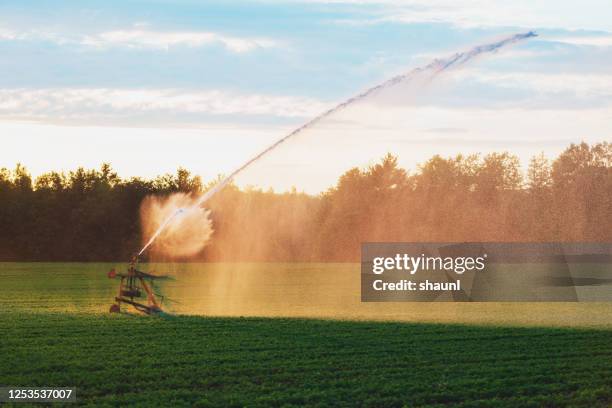 agricultural sprinkler in carrot field - watering farm stock pictures, royalty-free photos & images