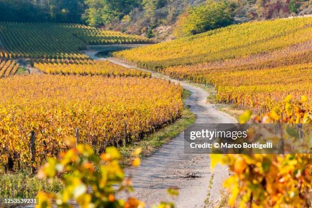 cote de beaune vineyards in autumn, burgundy, france - burgundy stock-fotos und bilder