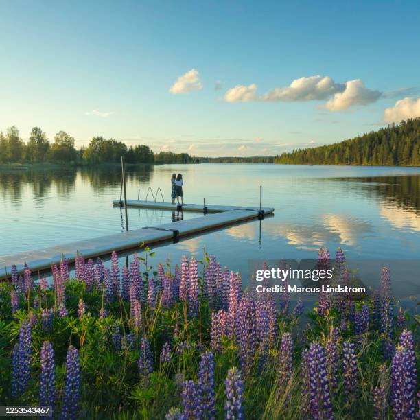 sommerabend am see - midsummer sweden stock-fotos und bilder