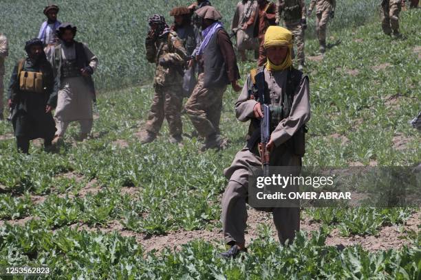 Taliban security personnel destroy a poppy plantation in Argo district of Badakhshan province on May 10, 2023.