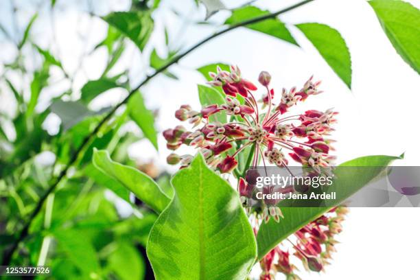 common milkweed flowers - milkweed stock-fotos und bilder