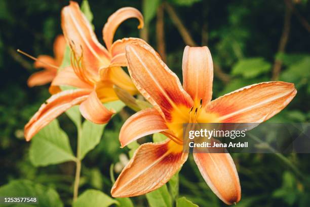 orange tiger lilies, tiger lily flowers - tiger lily flower foto e immagini stock