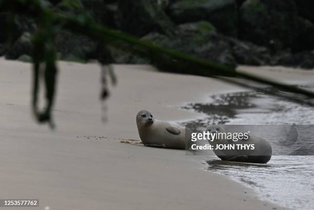 Seals rest on the beach in Ostend where volunteers from the North Seal Team protect them on May 8, 2023.
