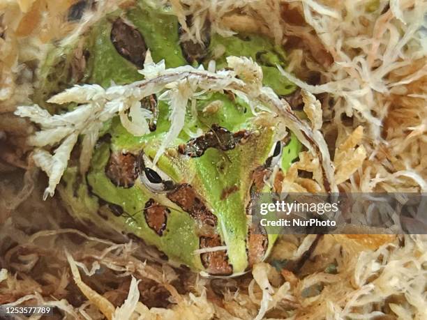 South American horned frog beneath some moss in Mississauga, Ontario, Canada, on May 07, 2023.