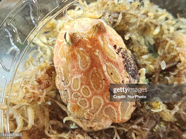 Apricot Pacman Frog displayed in Mississauga, Ontario, Canada, on May 07, 2023.