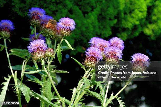 cynara cardunculus / cardoon / french artichoke flower - cardon photos et images de collection