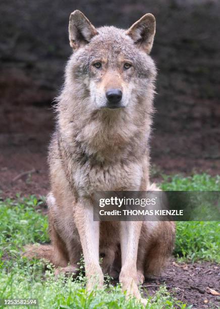 European wolf sits in its enclosure at the "Wildparadies Tripsdrill", a wildlife park near Cleebronn, southern Germany, on May 10, 2023.
