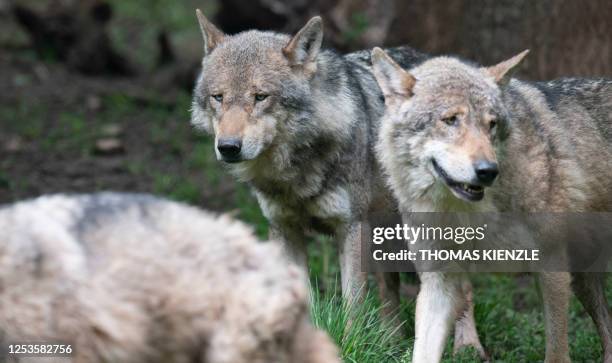 European wolves stand in their enclosure at the "Wildparadies Tripsdrill", a wildlife park near Cleebronn, southern Germany, on May 10, 2023.