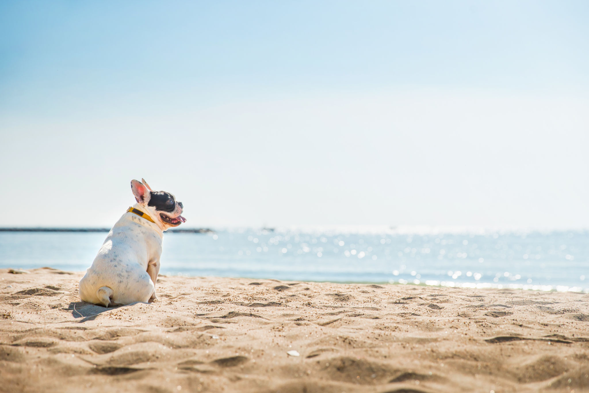 pet friendly beach