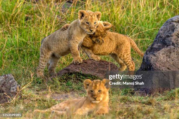 lion cubs play fighting in masai mara - rough housing stock-fotos und bilder