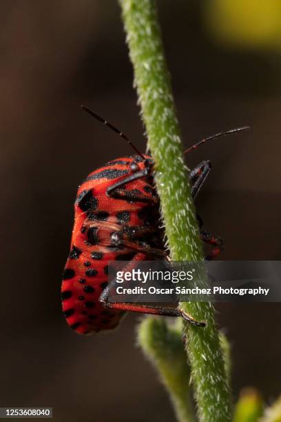 graphosoma insect climbing up the stem of a flower - parasite oscar 個照片及圖片檔