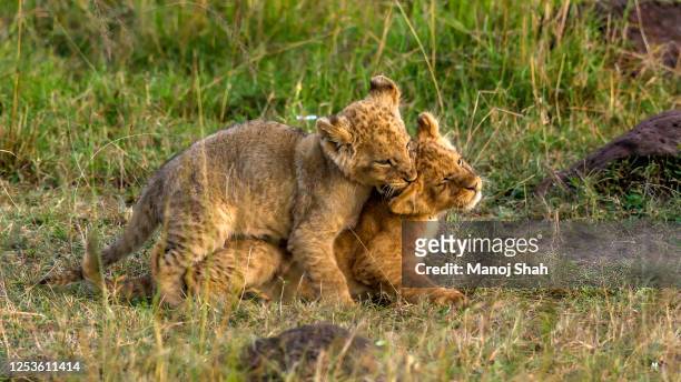 lion cubs play fighting in masai mara - raufen stock-fotos und bilder