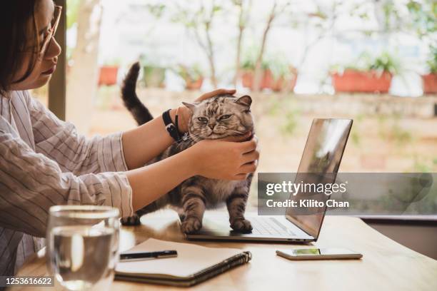 asian woman working at home with cat by her side - cat laptop stock pictures, royalty-free photos & images