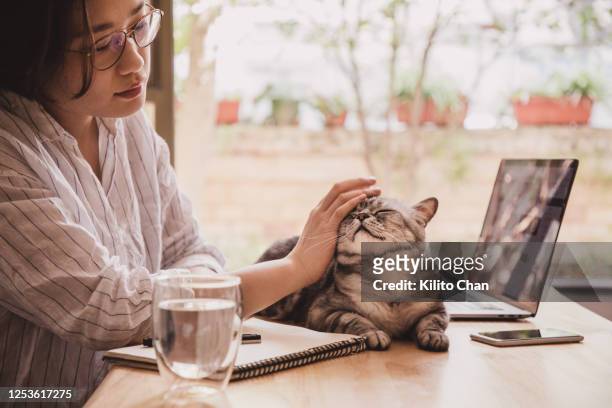 asian woman working at home with cat by her side - shorthair cat ストックフォトと画像