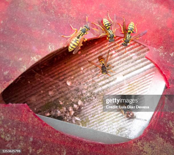 wasps nest inside a car turn signal - allergens car stock pictures, royalty-free photos & images