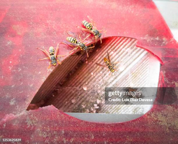 wasps nest inside a car turn signal - allergens car stock pictures, royalty-free photos & images