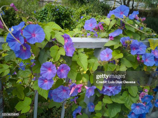 morning glories blooming outdoors - purperwinde stockfoto's en -beelden