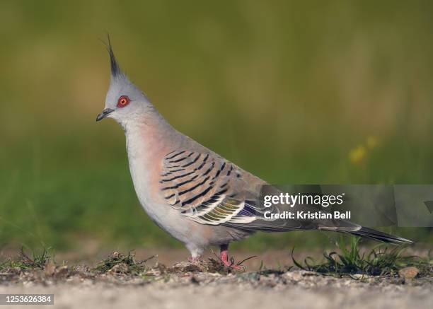 crested pigeon (ocyphaps lophotes) on ground in melbourne, australia - ocyphaps lophotes stock pictures, royalty-free photos & images