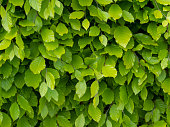 Fresh green beech hedge, leaves in spring, closeup. Background. Fagus sylvatica.