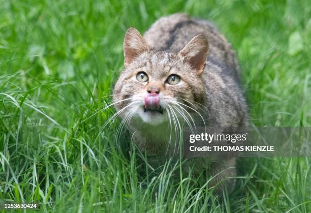 European wildcat waits to be feeded in its enclosure at the "Wildparadies Tripsdrill", a wildlife park near Cleebronn, southern Germany, on May 10,...