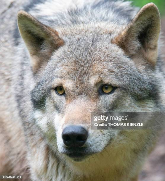 European wolf looks on in its enclosure at the "Wildparadies Tripsdrill", a wildlife park near Cleebronn, southern Germany, on May 10, 2023.