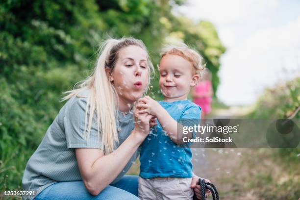making wishes & memories - dandelion blowing stock pictures, royalty-free photos & images