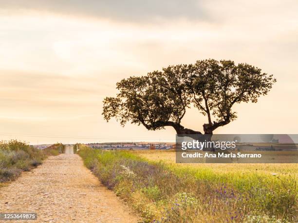 scenic landscape of a solitary holm oak near a dirt road with fields of wheat and barley crops on the sides in summer - live oak tree stock pictures, royalty-free photos & images