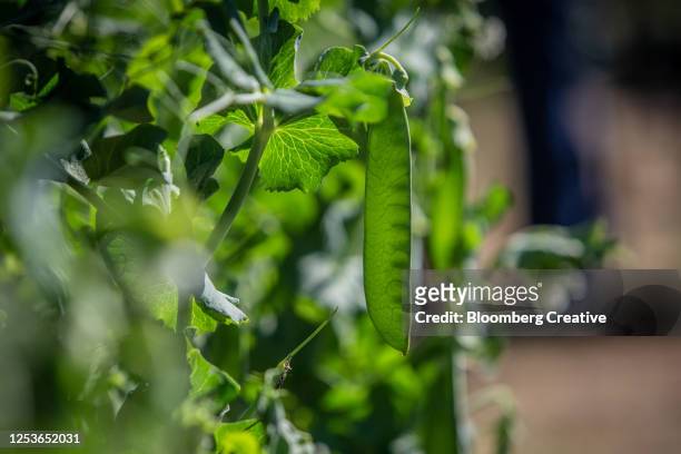 peas grow on the vine - ärtskida bildbanksfoton och bilder