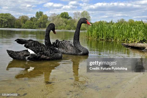 Pair of black swans that have settled on one of the city's beaches on the Pivdennyi Buh River, Vinnytsia, west-central Ukraine.