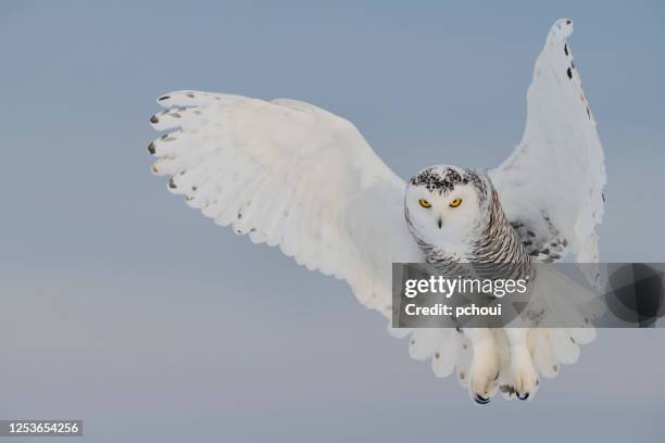 schneeeule schwebend, vogel im flug - schnee eule stock-fotos und bilder