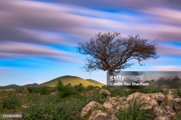 lone tree in the wind - colinas de golã imagens e fotografias de stock