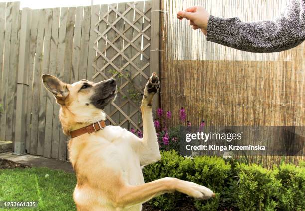 dog asking for a snack - spring training - fotografias e filmes do acervo